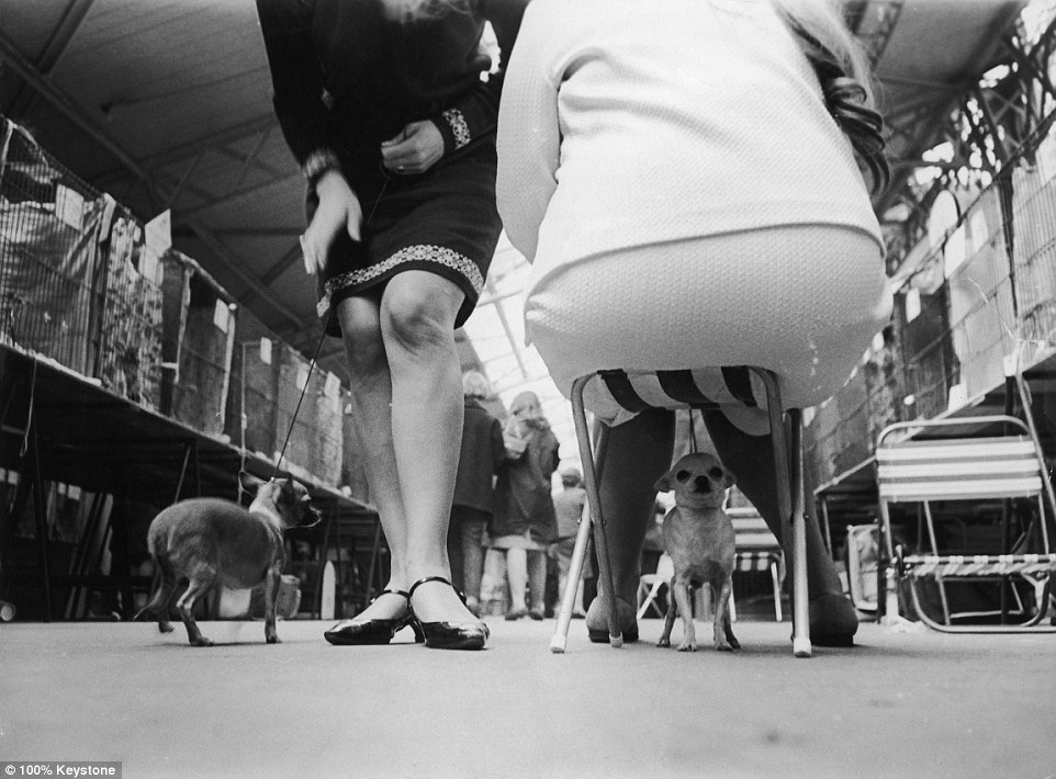 A legkisebb kiállított kutyák A legkisebb kiállított kutyák