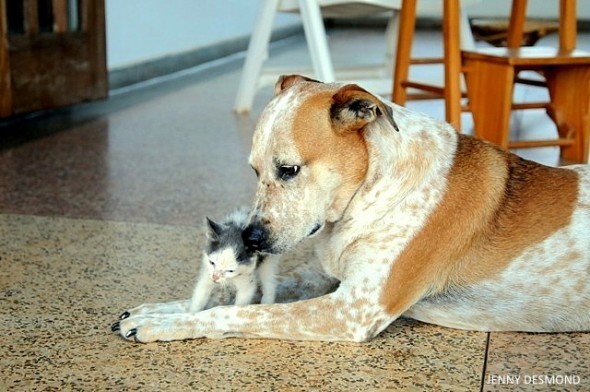 Princess egy kiscicával - anyjaként terelgeti a kicsit