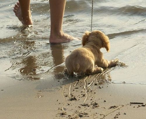 Ha a kutya nem akar a vízbe menni...