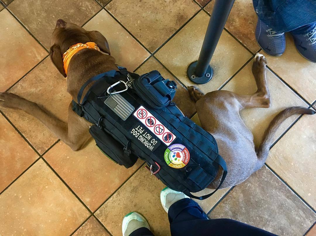 A rohamjelző kutya életmentő feladatot láthat el - ne zavard munka közben