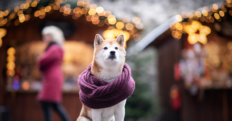 Kutyával a karácsonyi vásáron