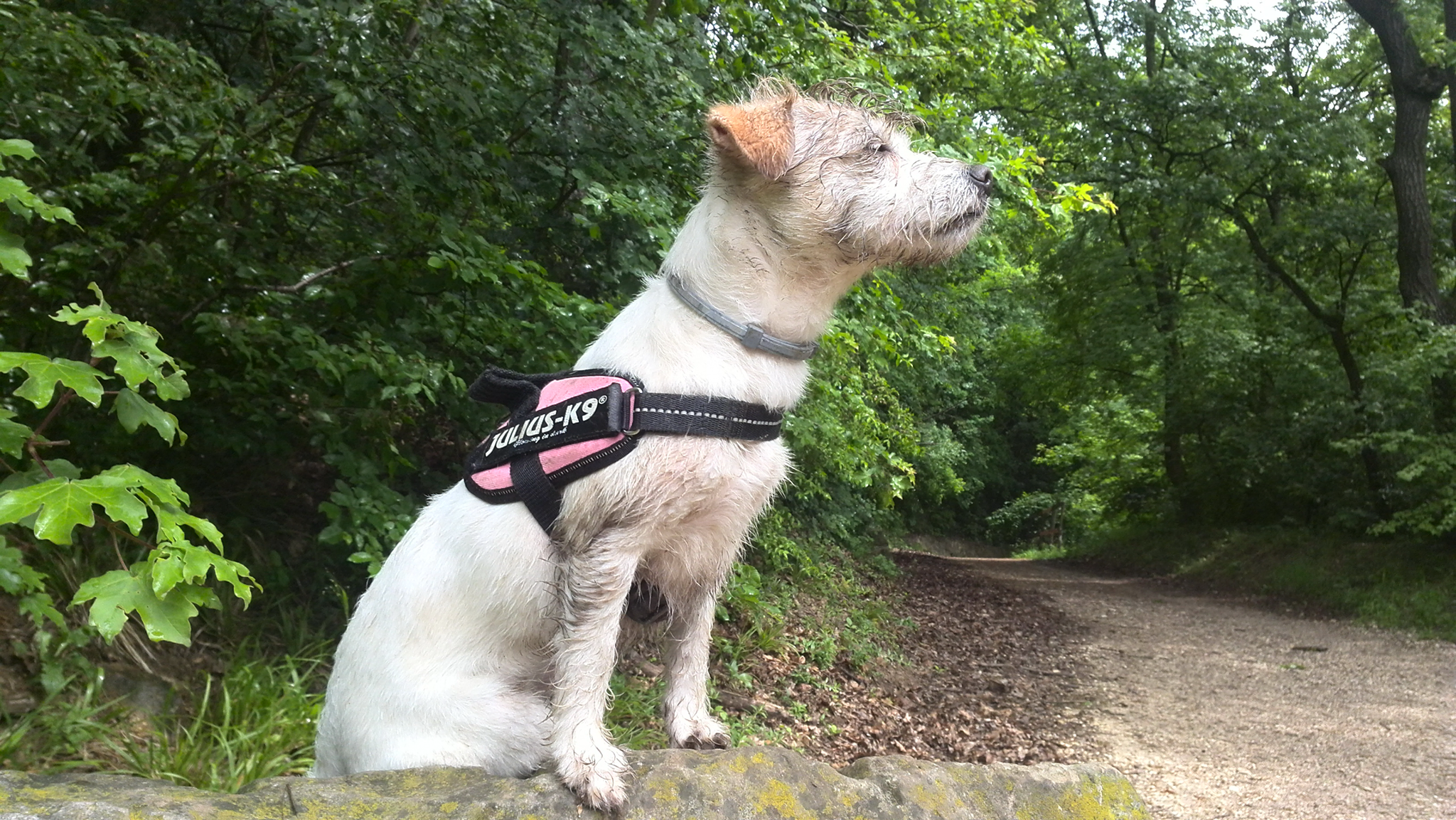 Felhőcske: erdőben szimatol sárosan, elégedetten, szabadon Csakis akkor engedjük el kutyánk, ha visszahívható!
