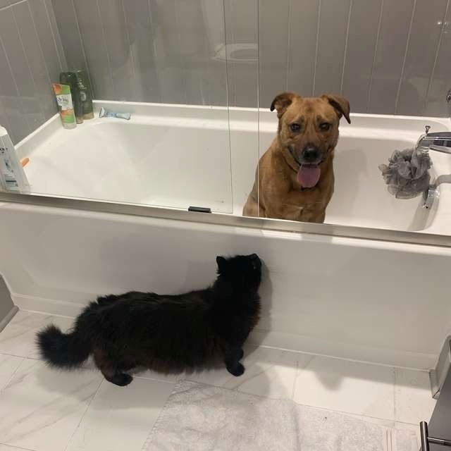 Moose fél a vihartól, a fürdőkádban bújik el