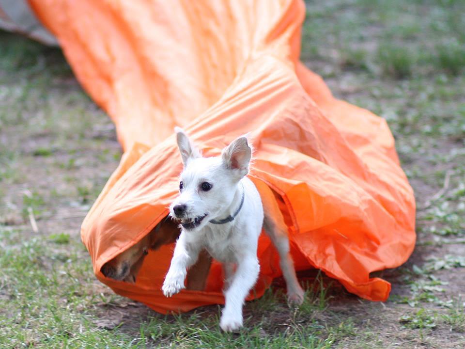 Miért kutyatréner? Mozgás, tanulás és szórakozás egyben - alaposan lefárad kutyánk, és jól is érzi magát közben