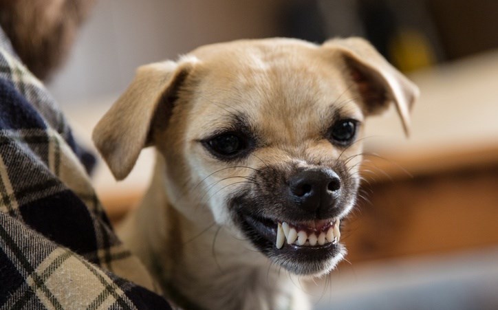 Hormonális okai lehetnek a kutyák agresszív viselkedésének?