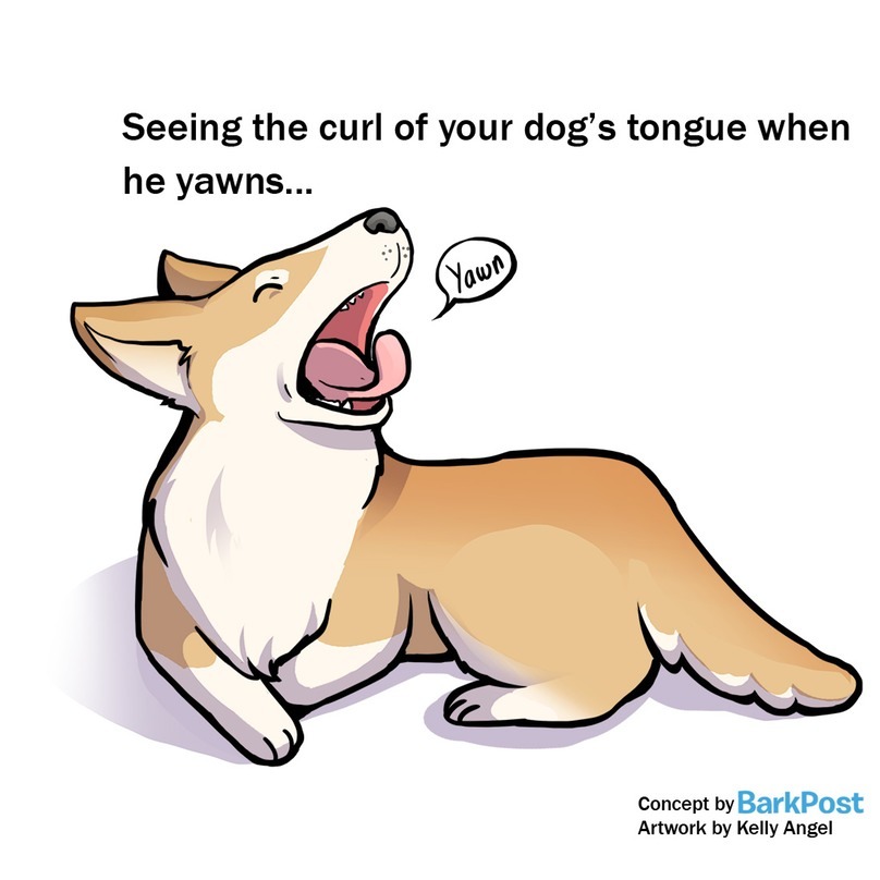 Kutyáink még ásítás közben is imádnivalóak 