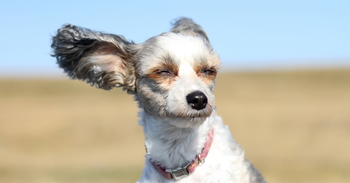 A szelet gyakran élvezik a kutyák, ám ha az viharossá erősödik, veszélyessé válik!