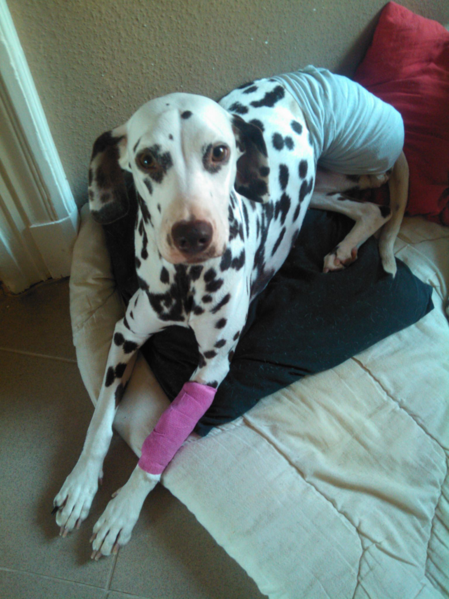 Pihenés a műtét után puha kutyaágyon