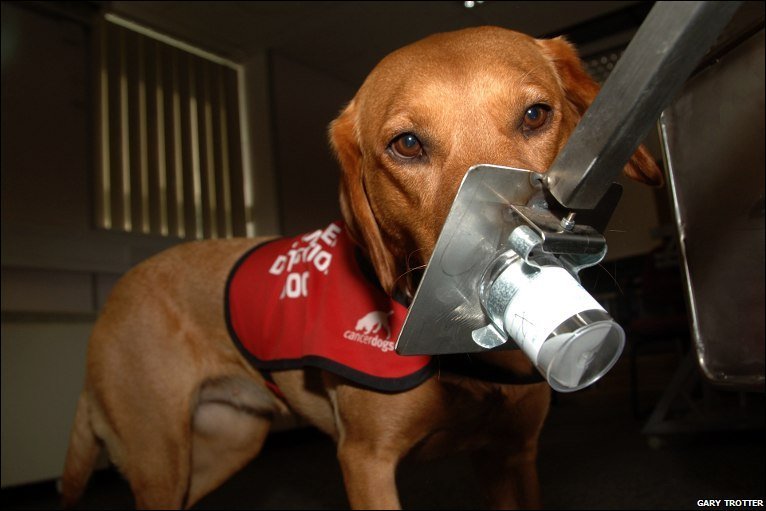 Érzékeny orrával a kutya képes kiszagolni a rákos daganatot a szervezetben