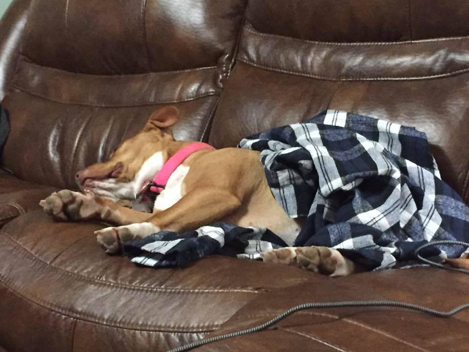 Kai szeretett gazdája ingével betakarva