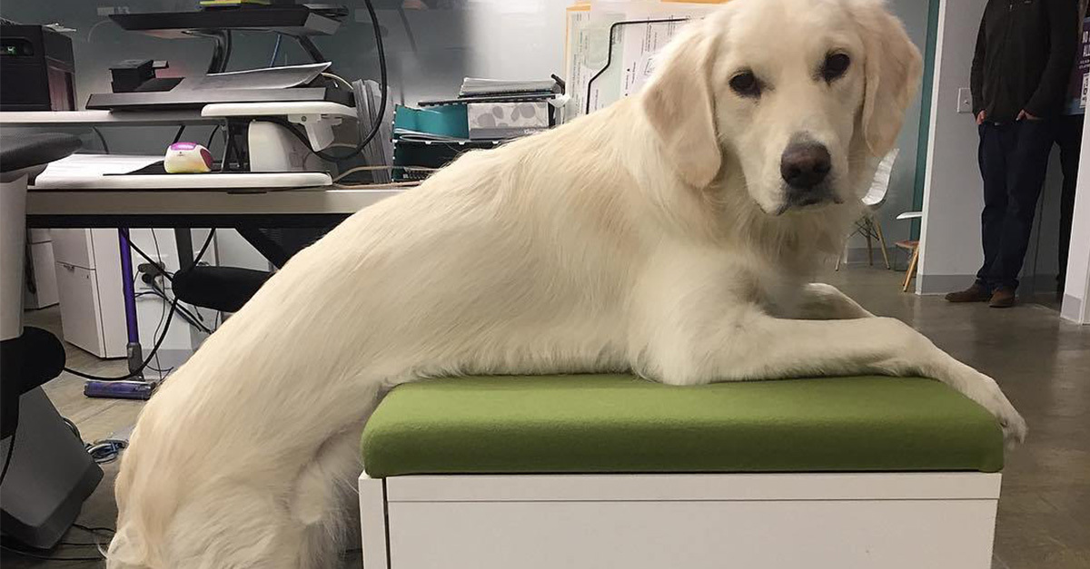 Csak kényelmesen - az irodában is! 