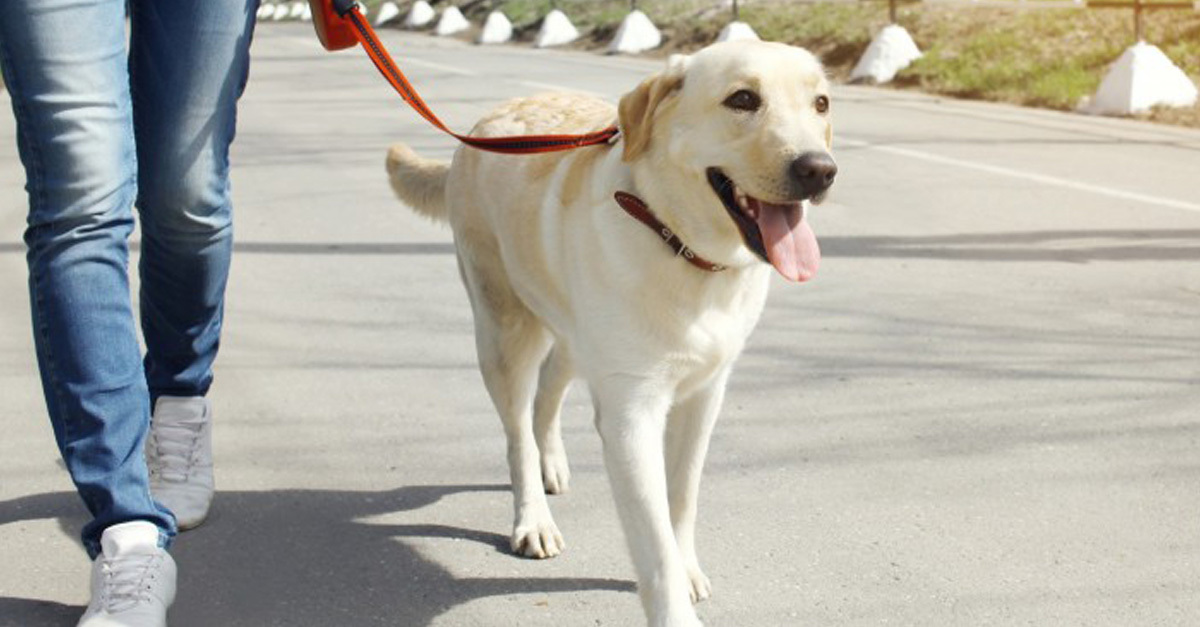 Flexi pórázzal se engedd messzire magadtól a kutyát ilyenkor!