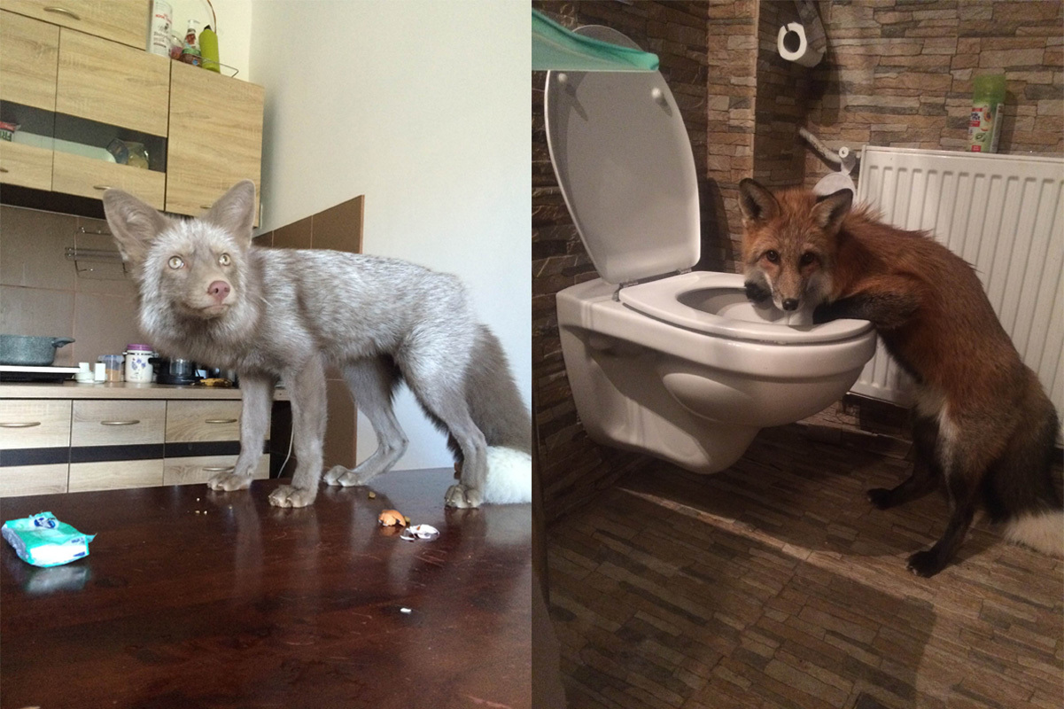 A rókák kíváncsisága határtalan