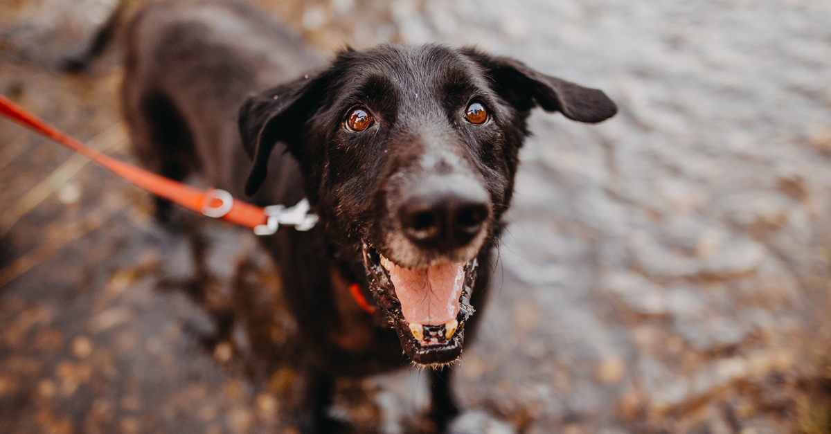 A Kutyajó napon a kutyák is szívesen látott vendégek