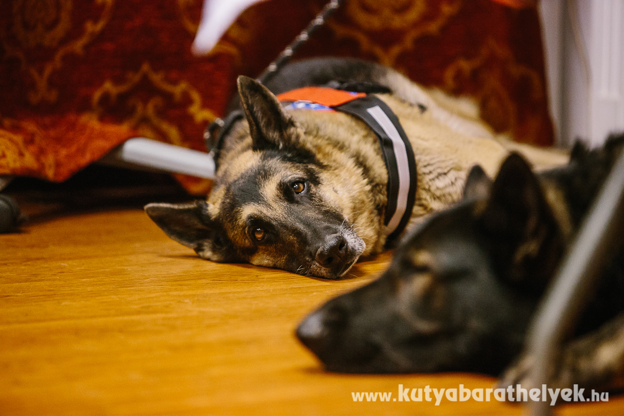 Rosszcsont kölyökkutyából ilyen nyugodt, jól nevelt ebek válhatnak megfelelő tanítás mellett