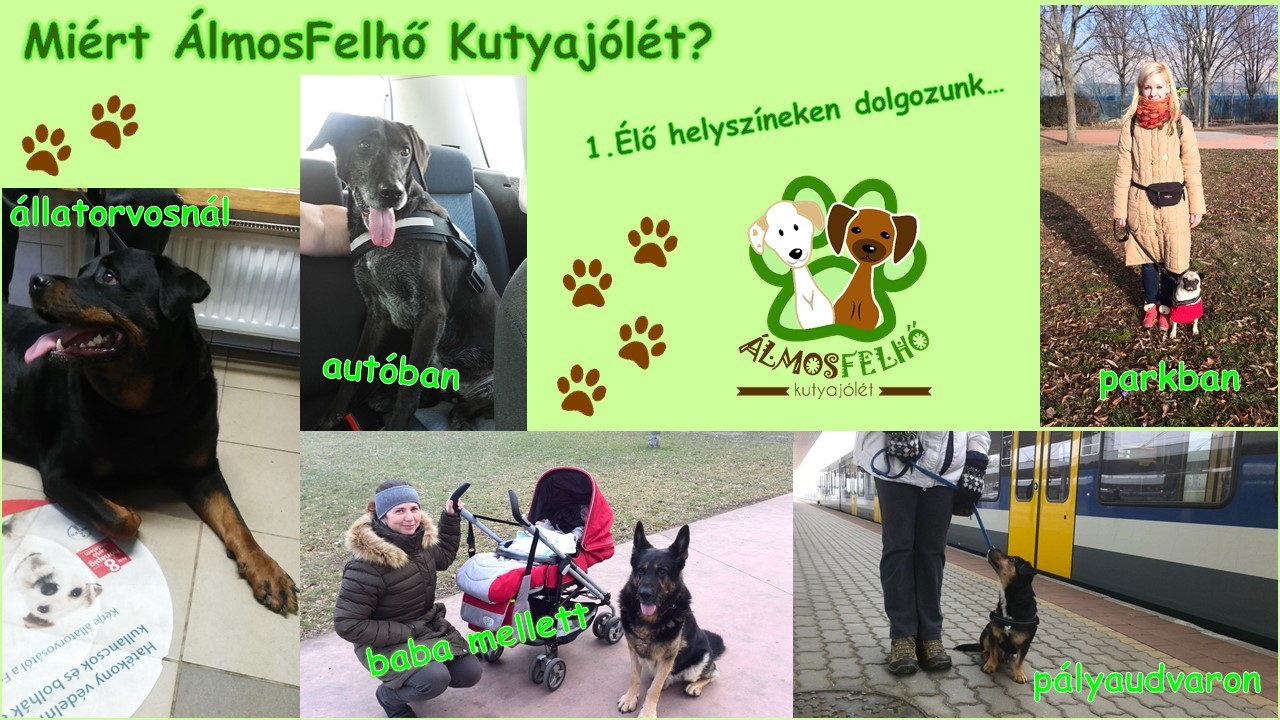 Miért az ÁlmosFelhő Kutyajólét? Az alábbi képek biztosan meggyőznek! Kattints rájuk a nagyításért!