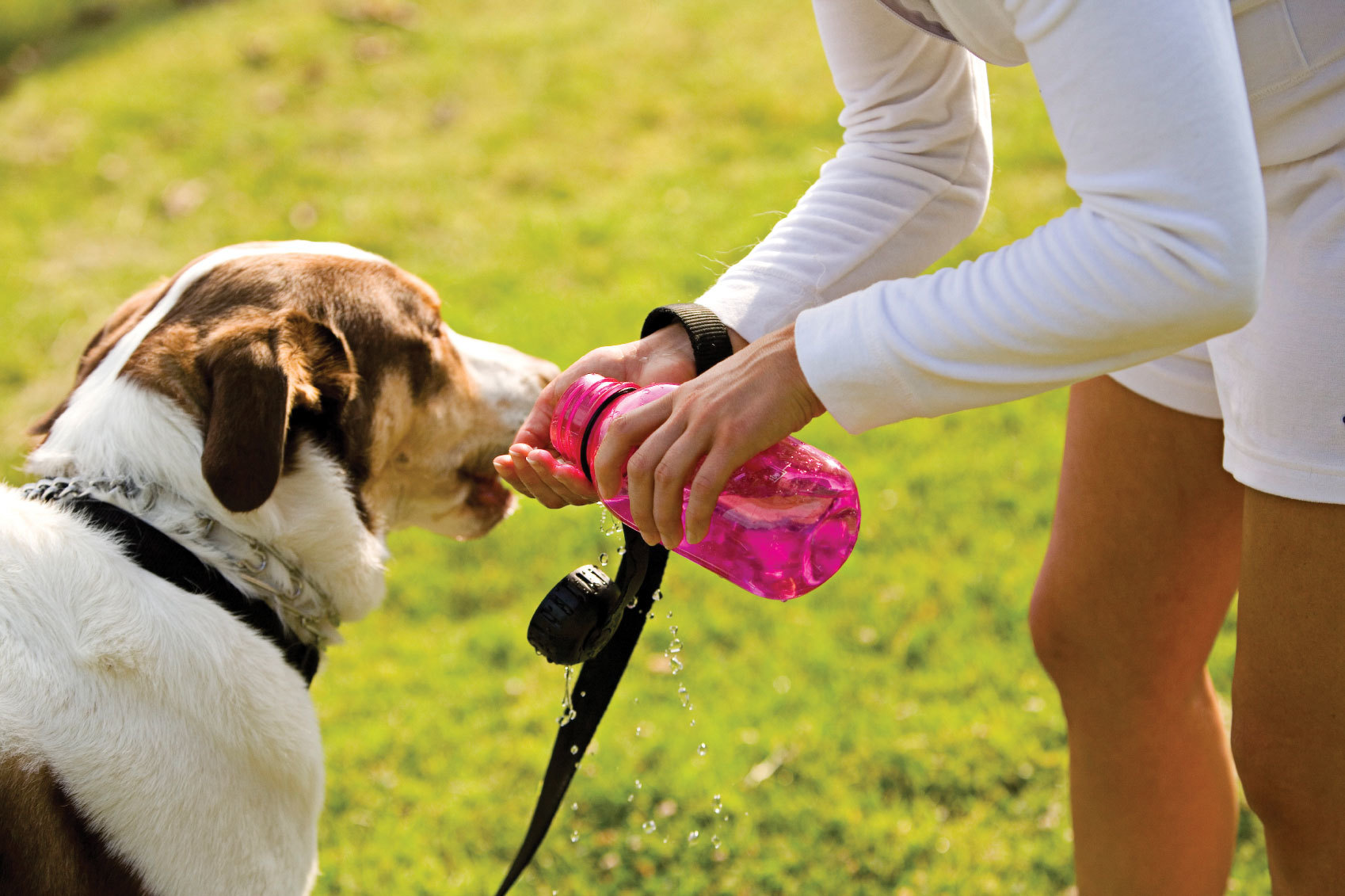 Kutyasétáltatás közben mindig legyen nálunk víz!