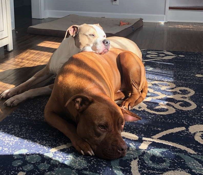 A két kutya elválaszthatatlan egymástól