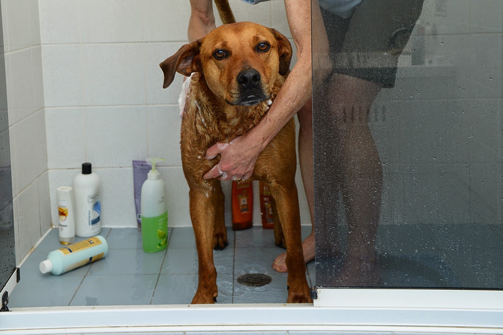 Fontos a megfelelő kutyasampon választása is!