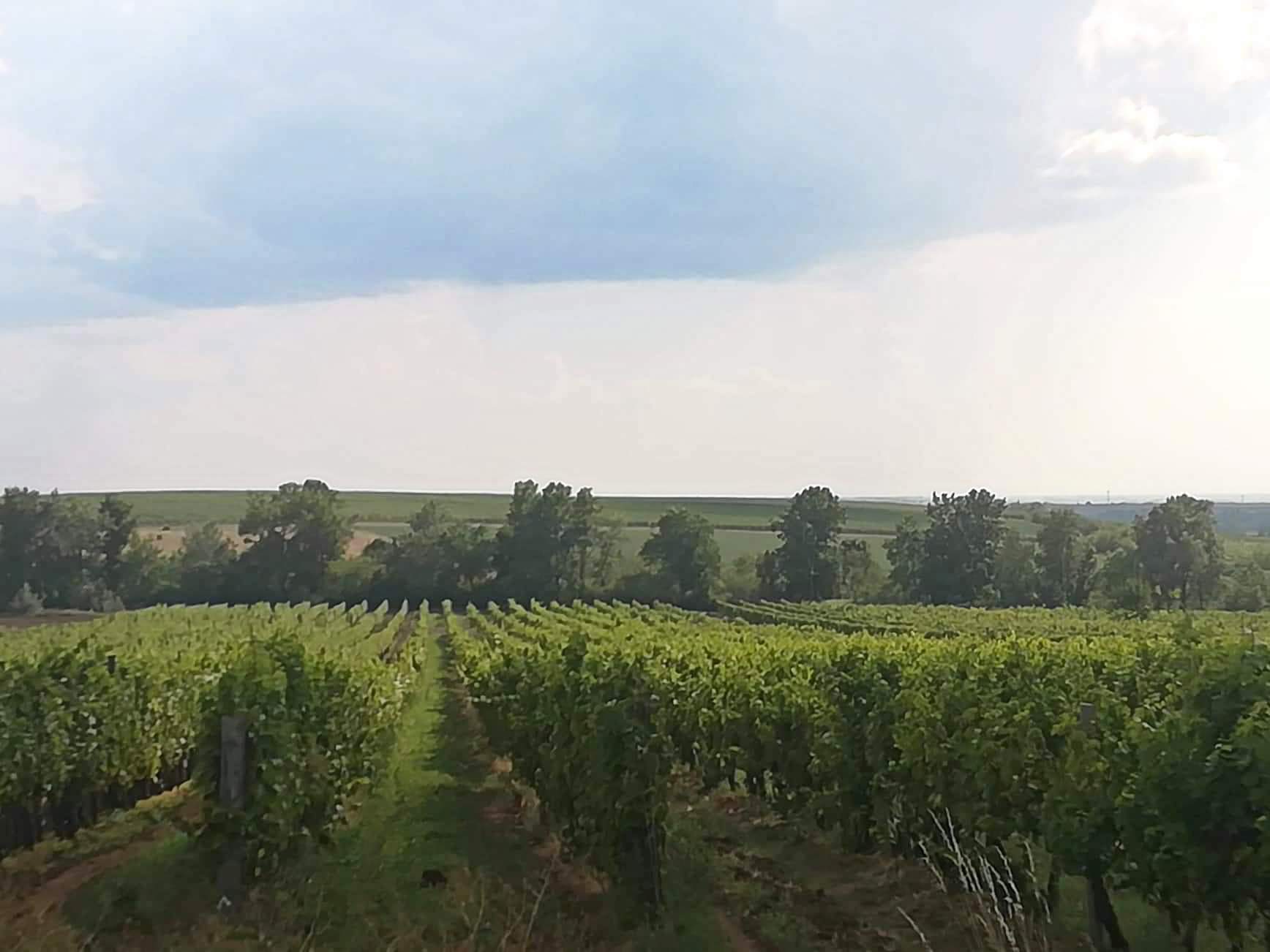 Szőlőültetvények közt vezet a kutyás kirándulás