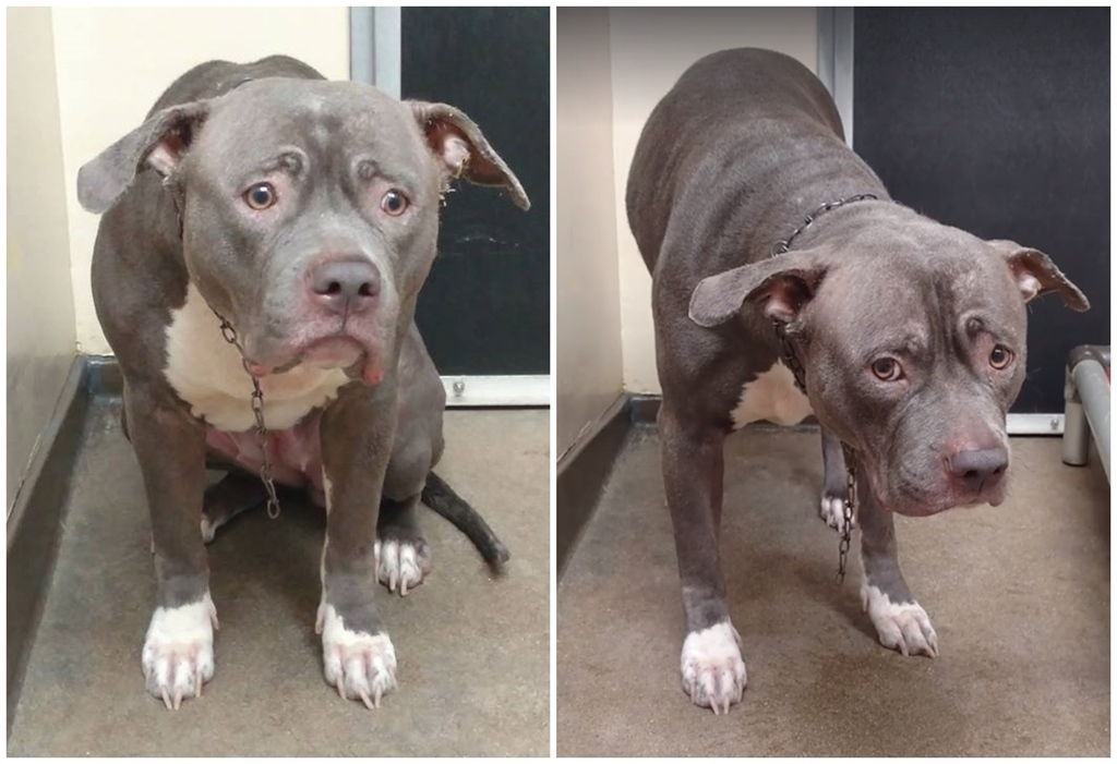 Szemeiben fájdalom és félelem - tudja, hogy sorsára hagyták