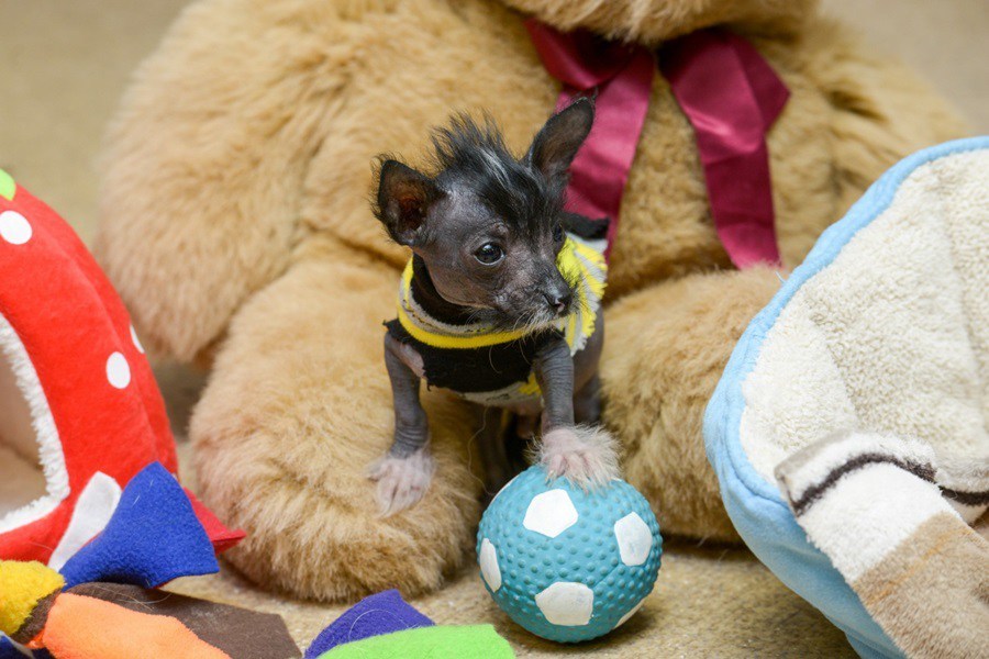 Gondozóinak hála hamar megerősödött a kölyök