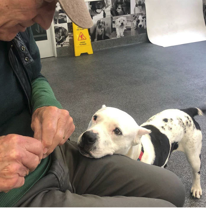 Még a színész se tudott ellenállni ezeknek a könyörgő kutyaszemeknek