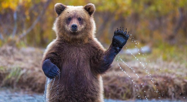 Mit tehetsz, ha medvébe botlasz a kutyasétán?