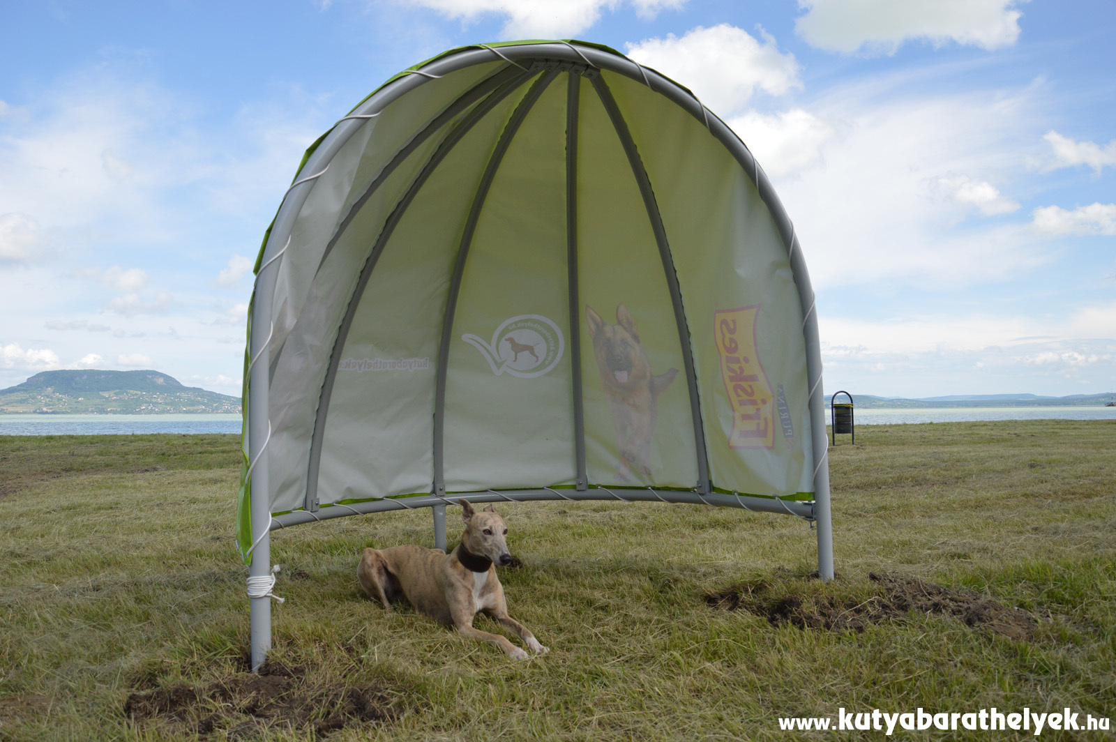 Hűsölés a Fonyódi Kutyabarát Fürdőhelyen