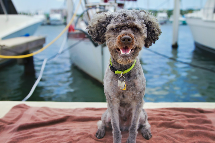 Nem kell a kikötőben maradnia a kutyusnak - ők is mehetnek a hajókra