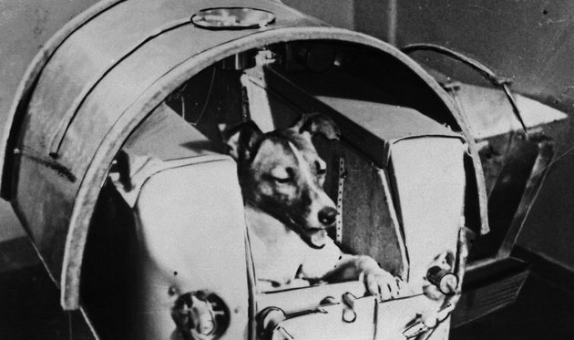 Lajka a kapszulában Lajka a kapszulában