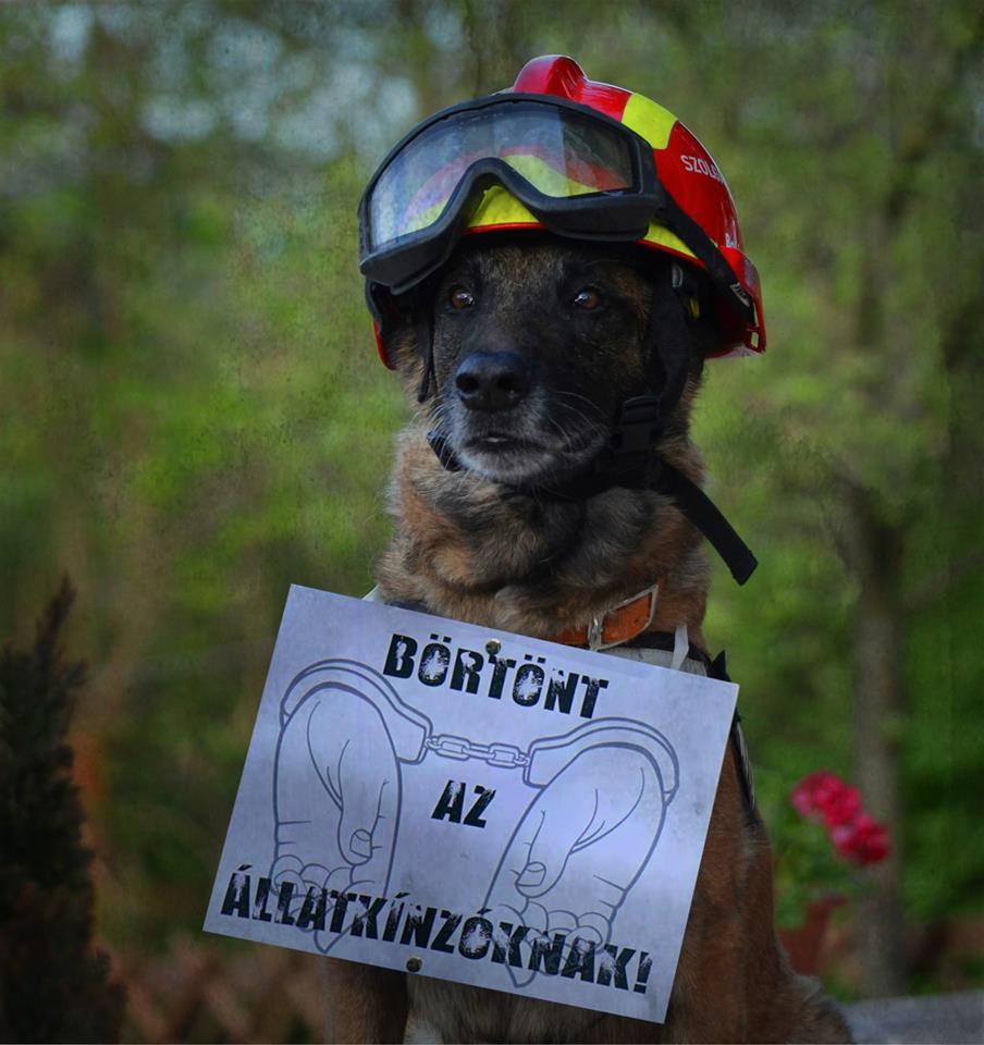 A Pest Megyei Kutató-Mentő Szolgálat is csatlakozott az összefogáshoz