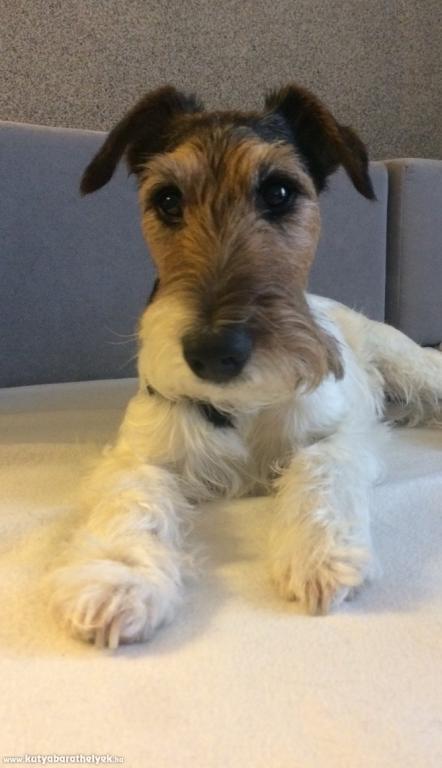 Kovács Judit - Csipesz 