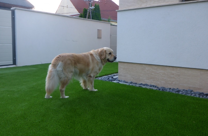 A Holland Pázsit megkönnyíti a gazdik életét