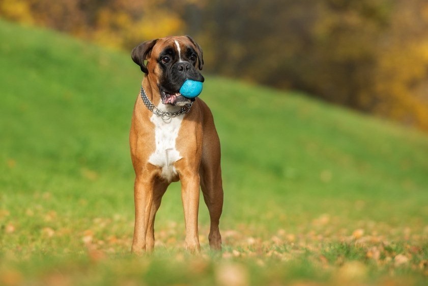 Kutyafajták extrovertáltaknak - Boxer