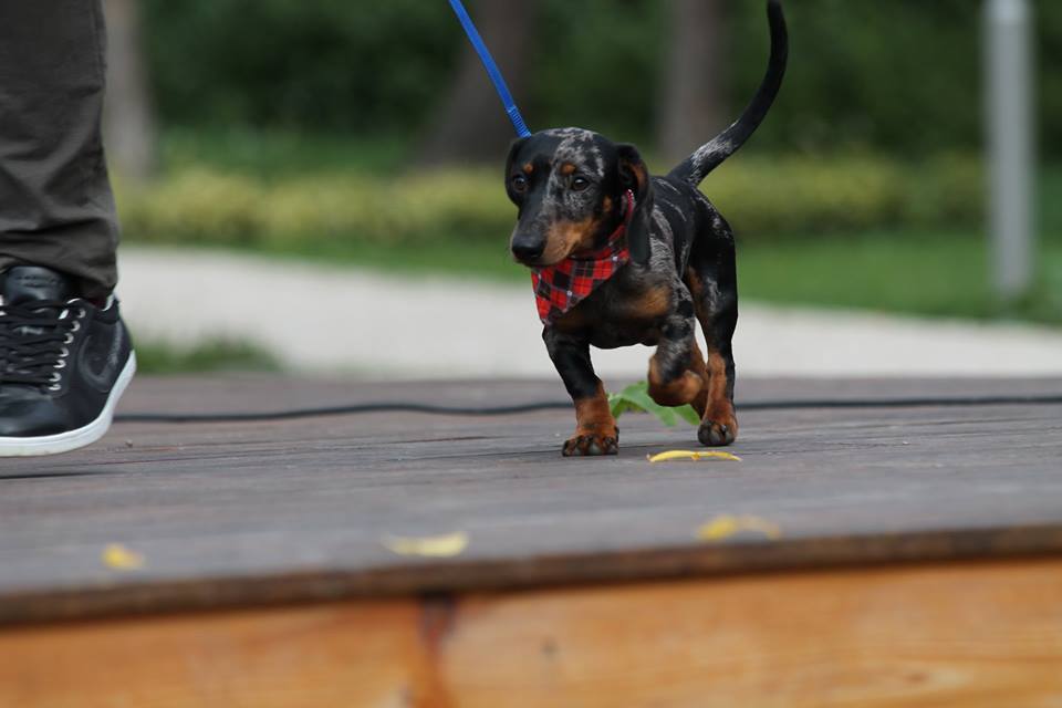 A tacskó szépségverseny egyik csinos nevezője