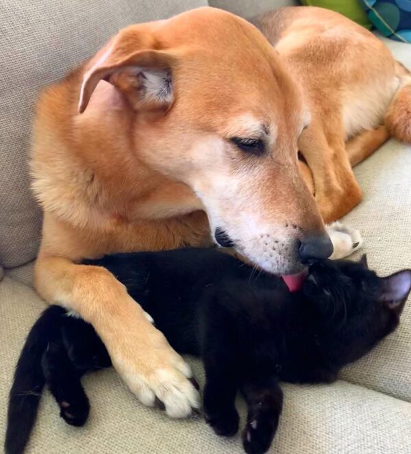 Raylan minden kismacskáról úgy gondoskodik, mintha a sajátja lenne