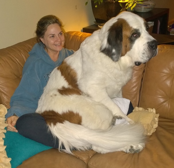 Bernáthegyi - a nagyranőtt öleb