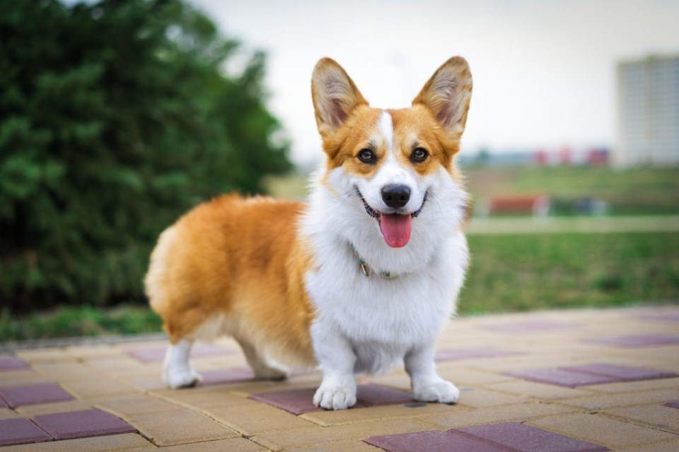 Kutyafajták extrovertáltaknak - Pembroke Welsh Corgi