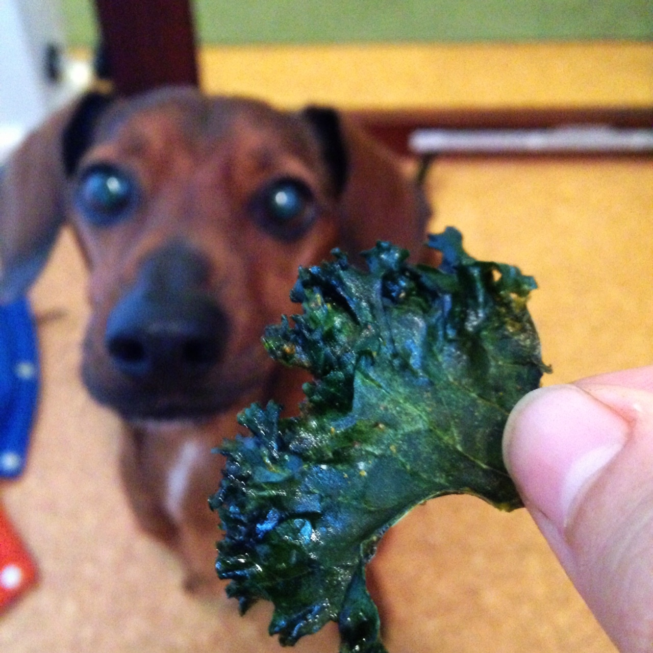 Fodros kel chips kinek kell? 