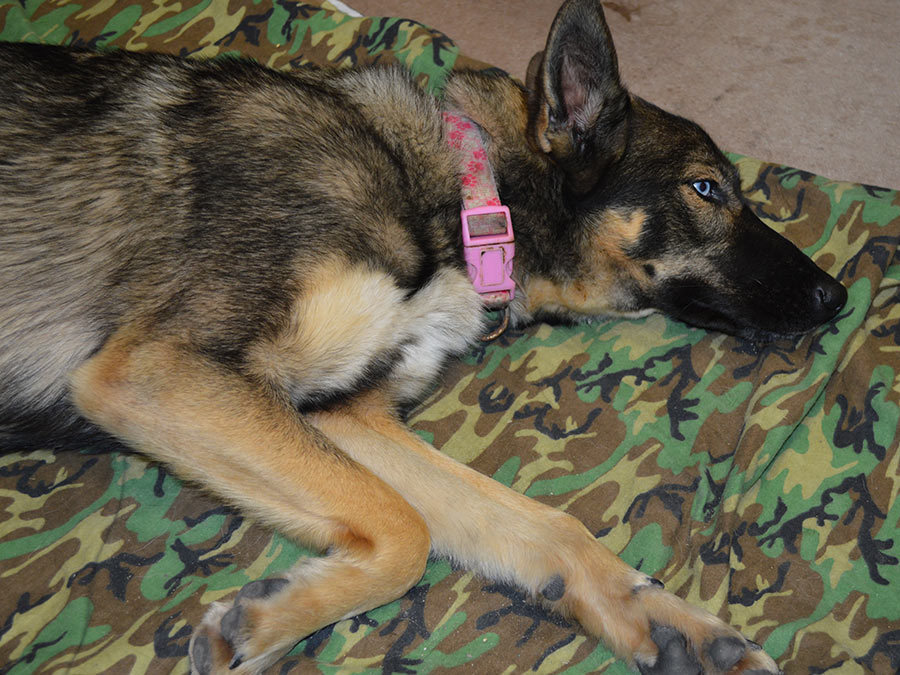 Luna az óceáni kalandja után pihen