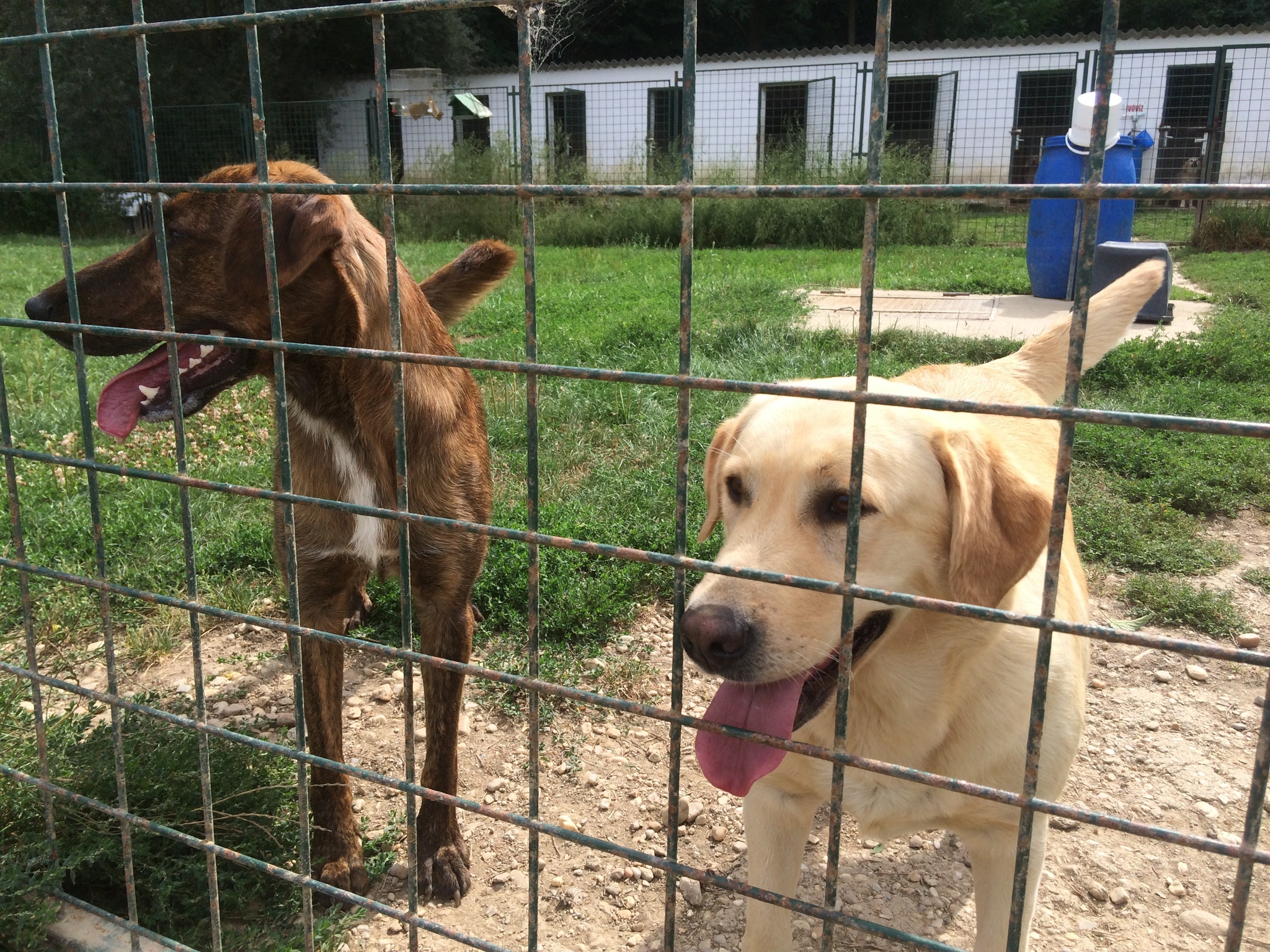 A dozmati Kutyás Univerzum területe