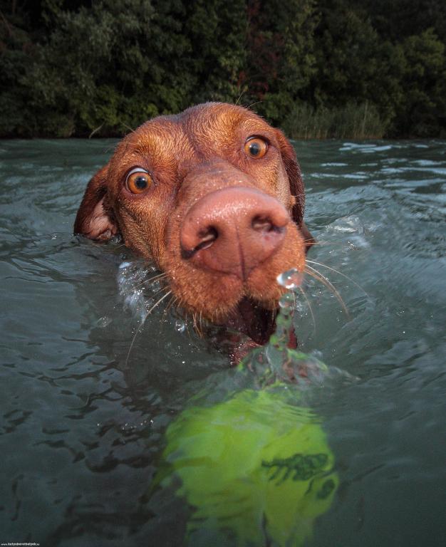 Kázsmér Zsuzsanna - Balatoni vadász 2