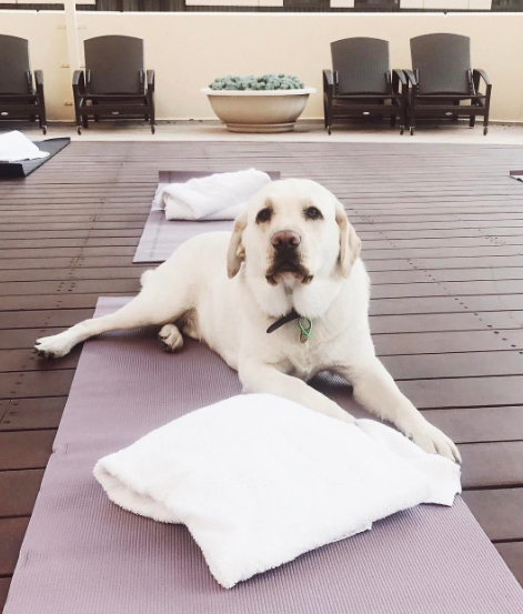Néha a pihentető programokra is elkíséri a vendégeket a labrador
