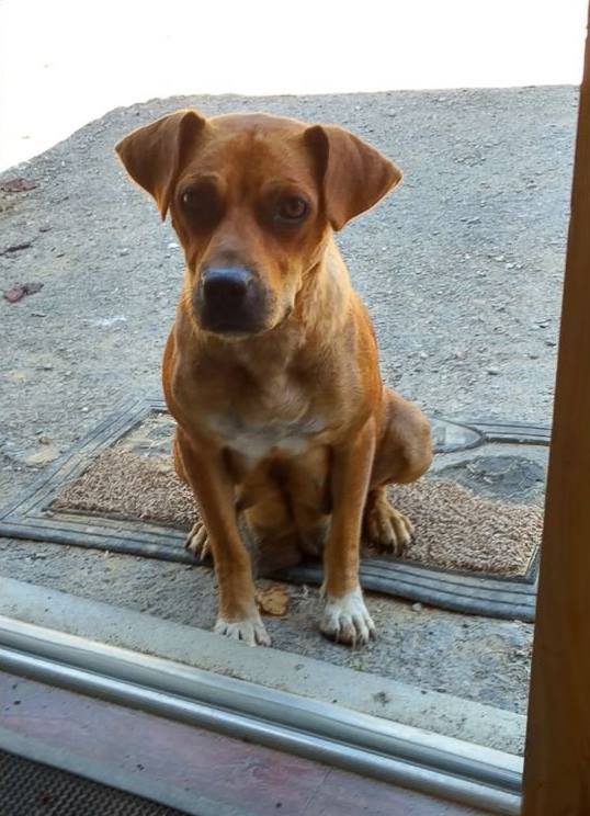 A kölykeinek vitte az anyakutya a srácoktól kapott falatokat