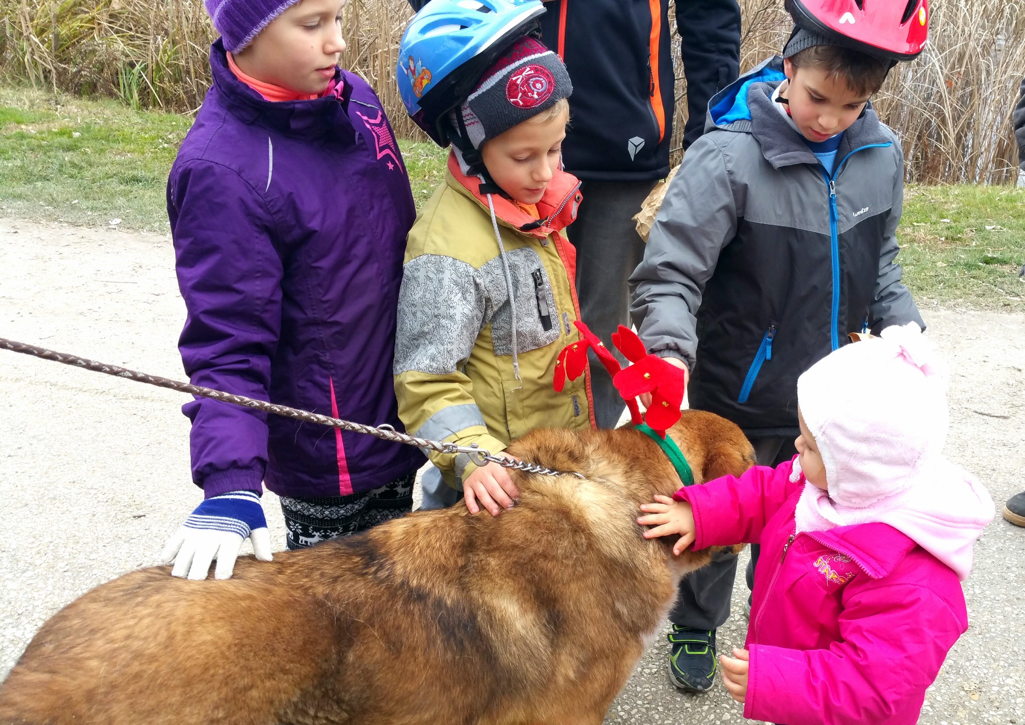 A kutya simogatásból sosem elég