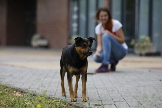 A Pallasz Athéné Egyetem Gazdálkodási Karának udvarára költözött be a Campus Kutya