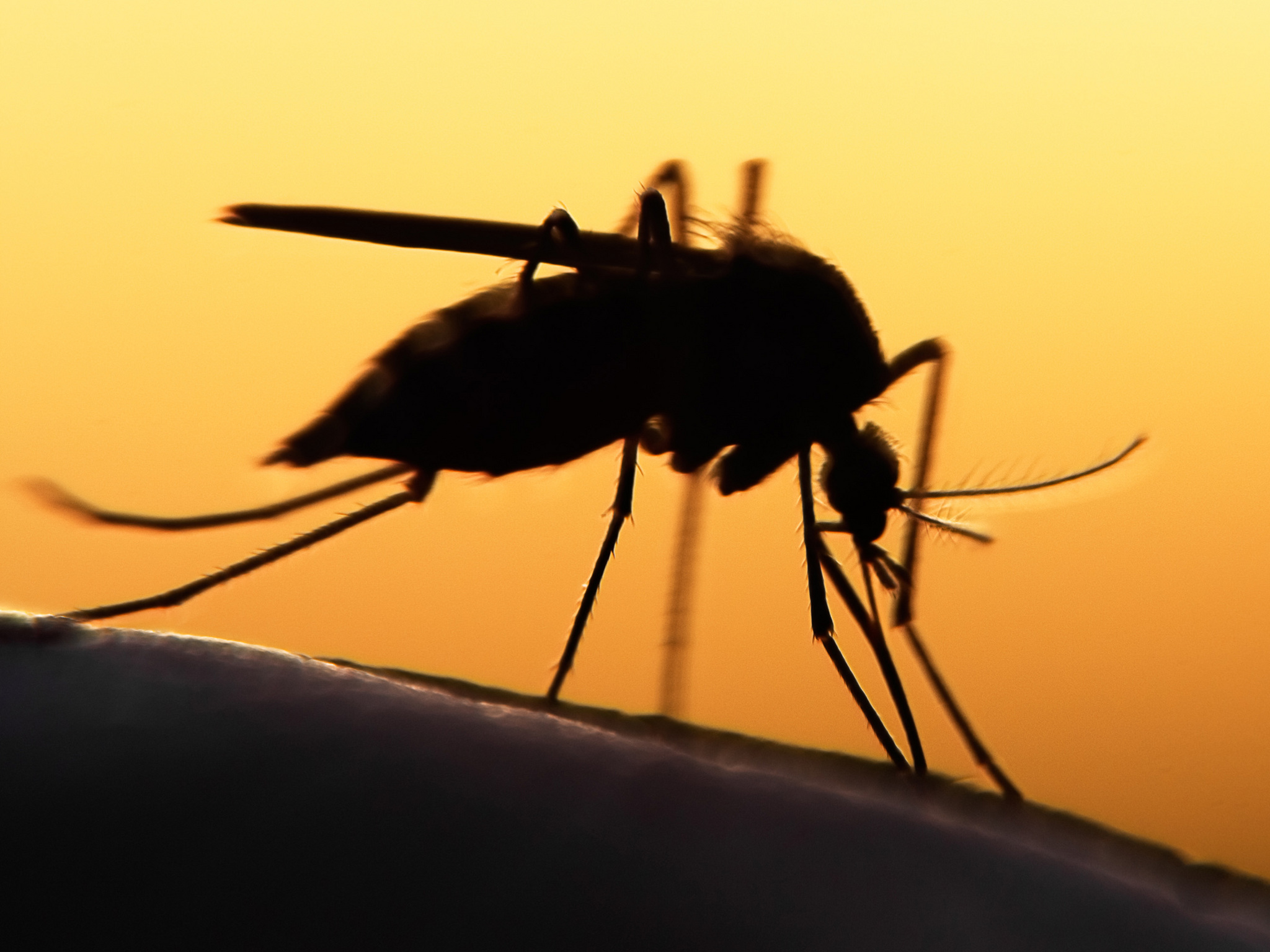 A szívférgesség terjesztője: a szúnyog