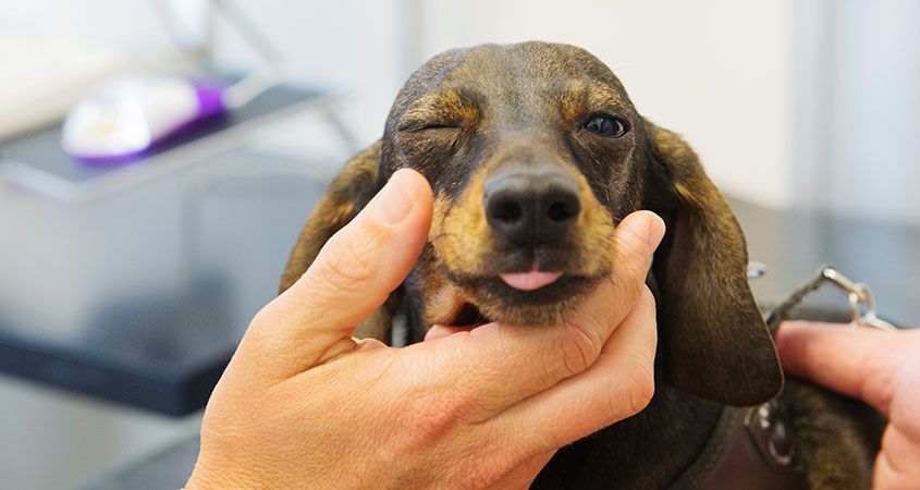 Hunyorít a kutya - valószínűleg sérülés érte a szemét