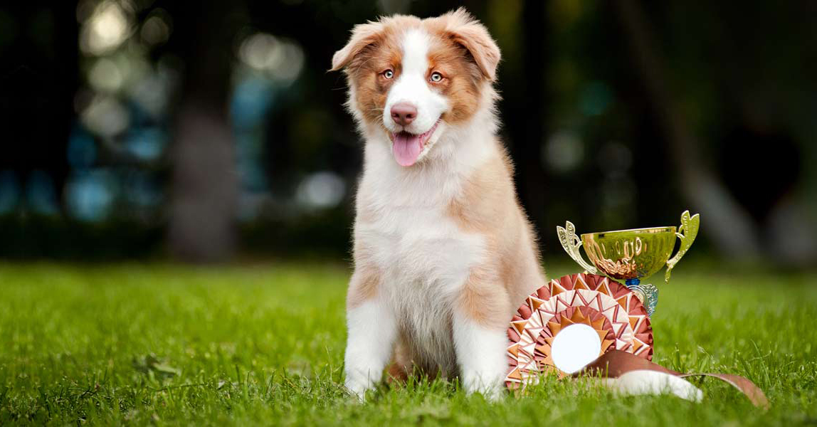 Újraindulnak a kutyakiállítások Magyarországon